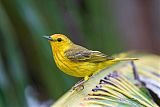 Yellow Warbler